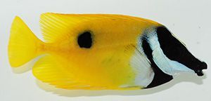 One-Spot Foxface Rabbit Fish
