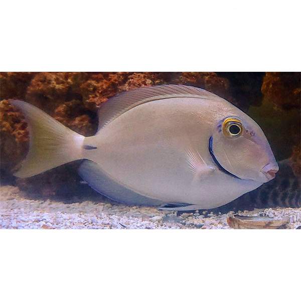 Caribbean Doctorfish Tang