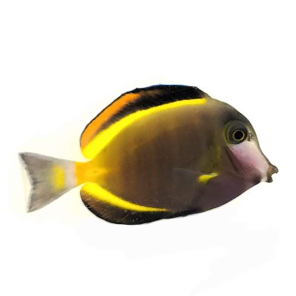 Powder Brown Tang