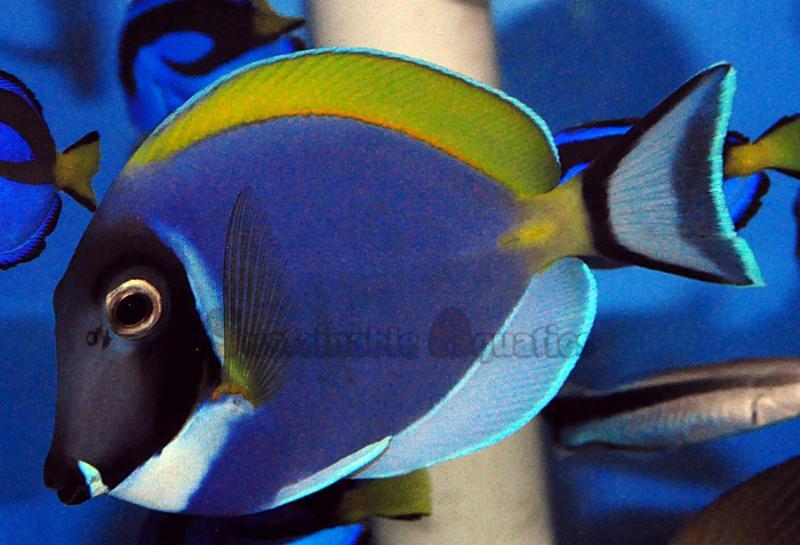 Powder Blue Tang