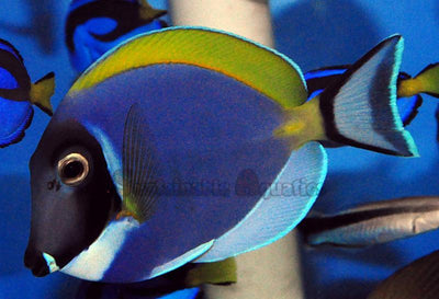 Powder Blue Tang