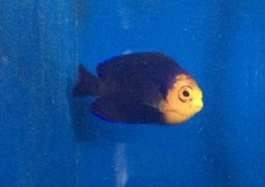 Caribbean Pygmy Cherub Angel