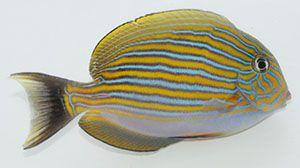 Clown Tang 1.25 - 2.25