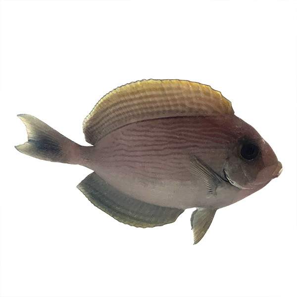 Indo Yellow-masked Tang
