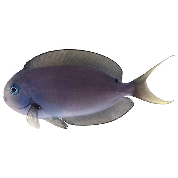 Thompson's Tang