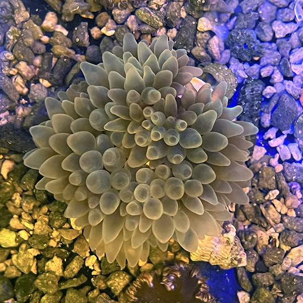 Green Bubble Anemone