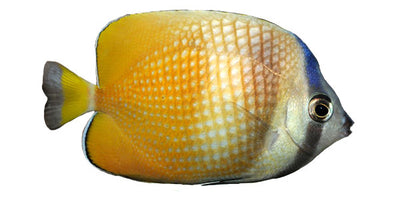Kleinii Butterflyfish