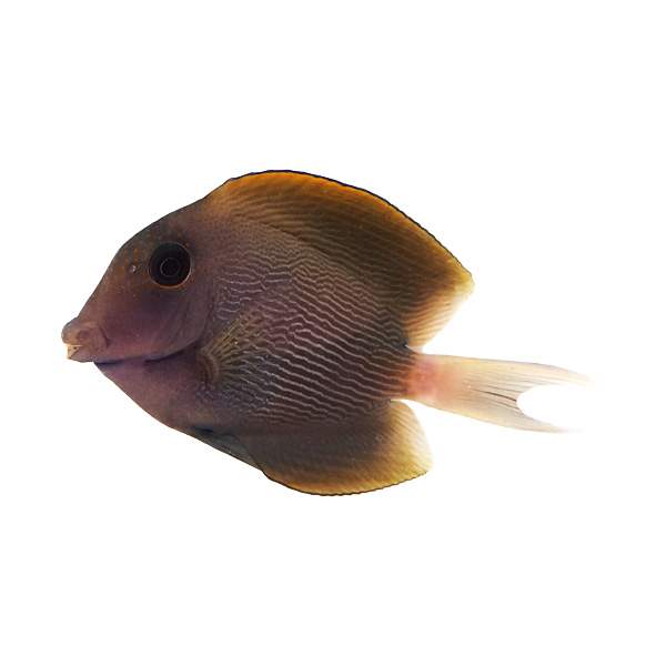 Striated Bristletooth Tang