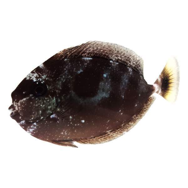 Spotted Unicorn Tang