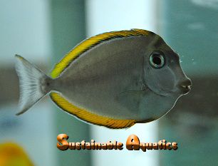 Blonde Naso Tang