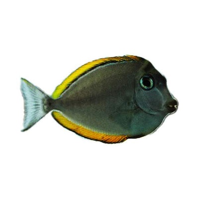 Blonde Naso Tang