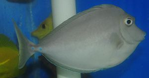 Bluespine Unicorn Tang