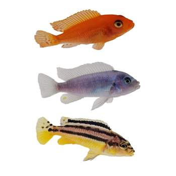 Mixed Malawi Mbuna Cichilds