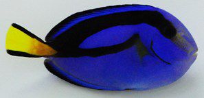 Pacific Blue Hippo Tang