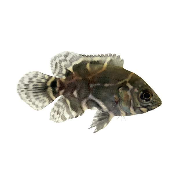 Tiger Oscar Marbled