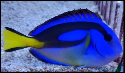 African Yellow Belly Regal Blue Tang