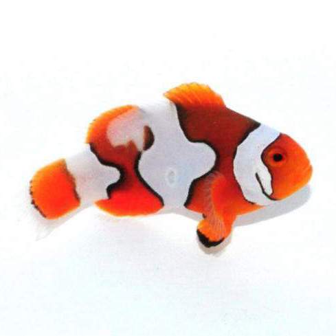 Clownfish Percularis Picasso Semi