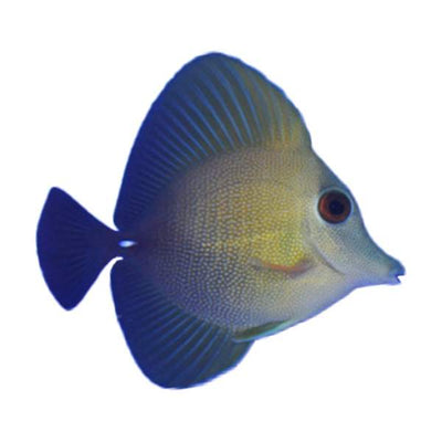 Scopas Tang