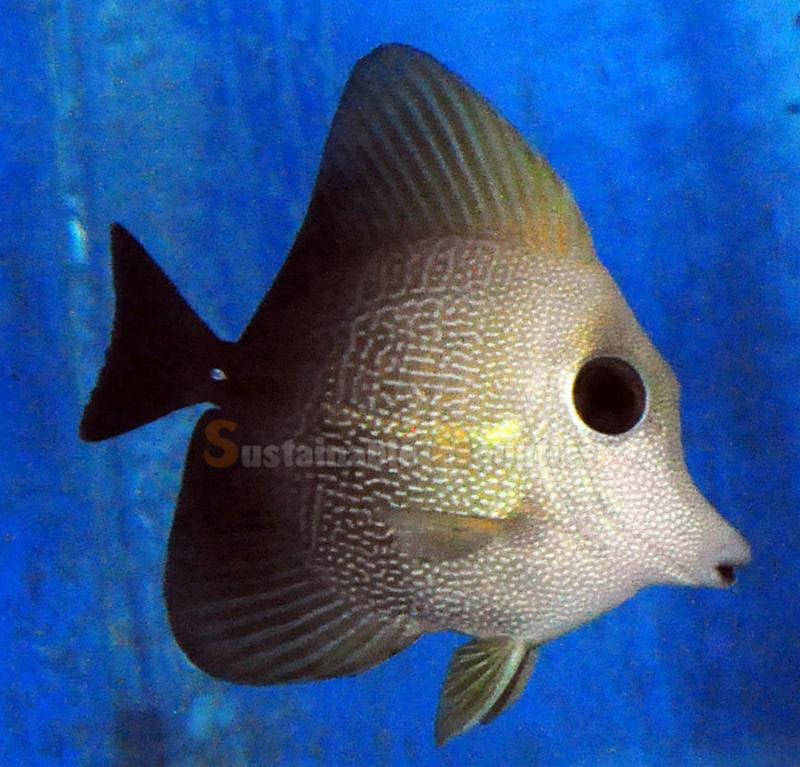 Scopas Tang