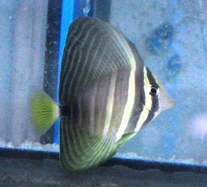 Sailfin Tang