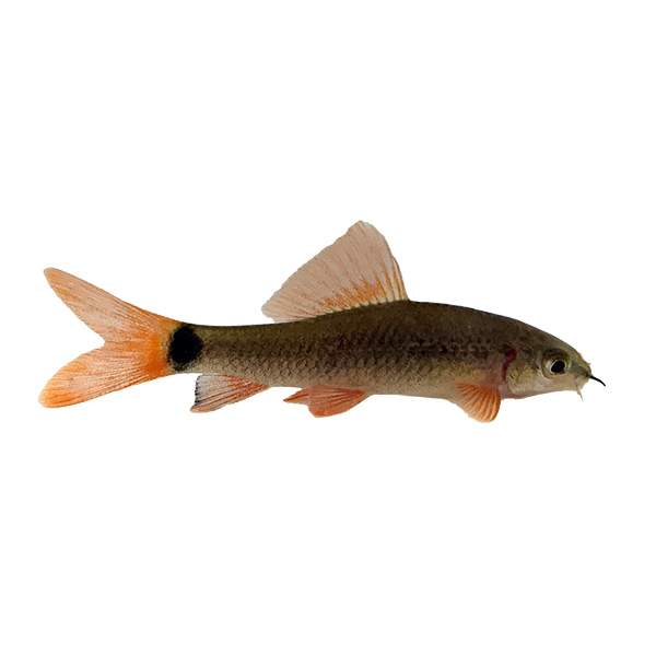 Rainbow Shark