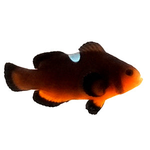 Clownfish Nearly Naked Mochaccino
