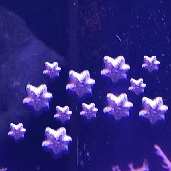 Asterina sp. starfish