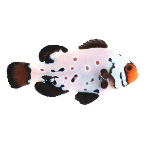 Clownfish Frostbite Absolute Zero