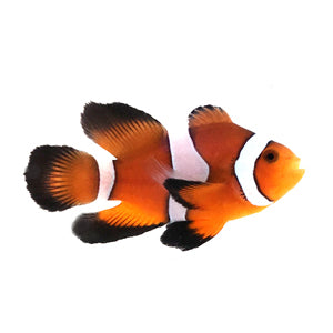 SA Orange Roundtail Longfin Clownfish