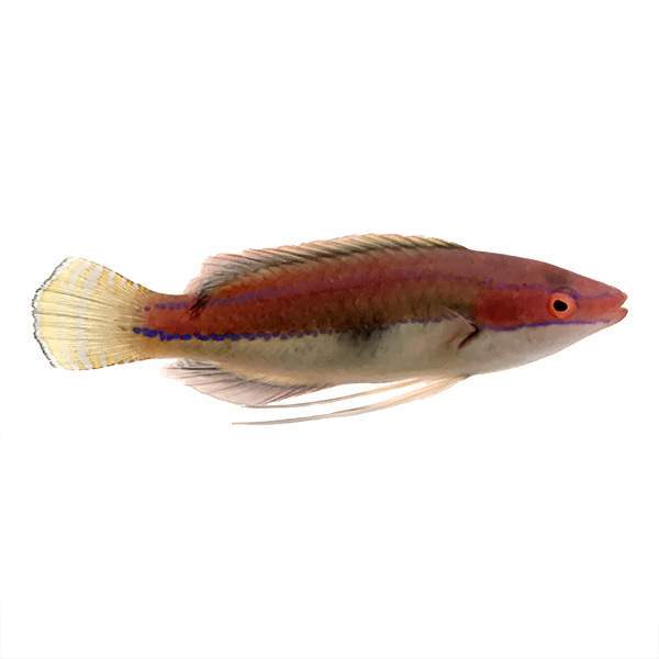 Temminckii Fairy Wrasse