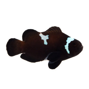 Clownfish Black Midnight Lightning