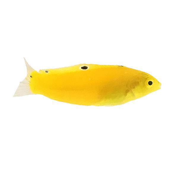 Yellow Coris Wrass