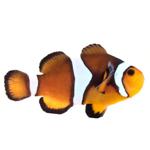 Clownfish Mocha Caramel