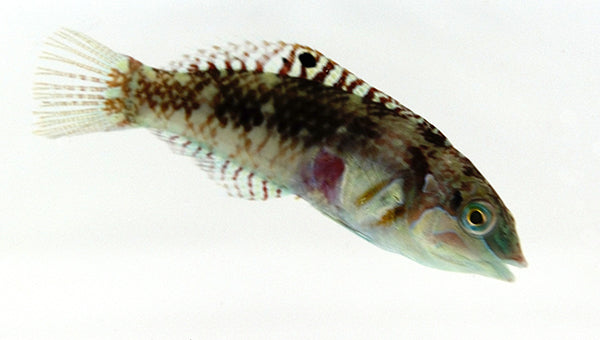 Cloud Wrasse