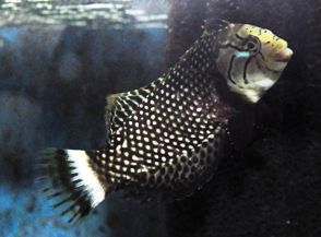 Dragon Wrasse Juvenile
