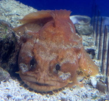 Caribbean Orange & Gray Gulf Toadfish