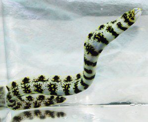 Snowflake Moray Eel