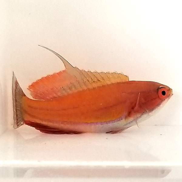 Carpenter Flasher Wrasse