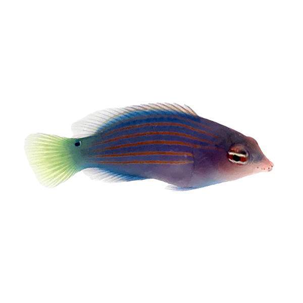 Six Line Wrasse Www coralreeftn six-line-wrasse-www-coralreeftn