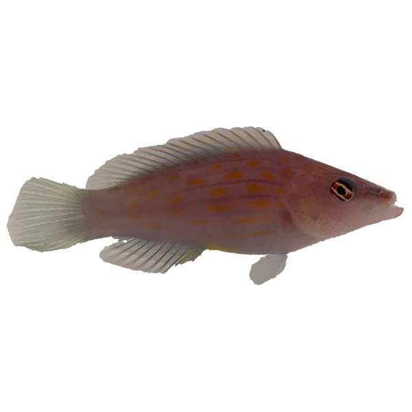 Eight Line Wrasse
