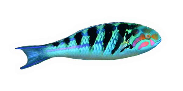 Hardwicke Wrasse