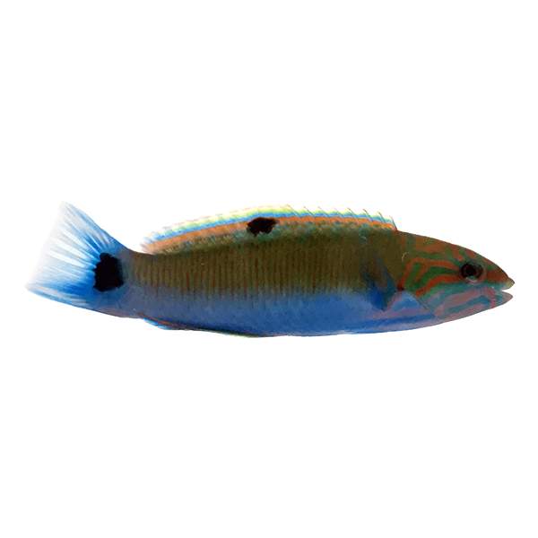 Lunar Wrasse – www.coralreeftn.com