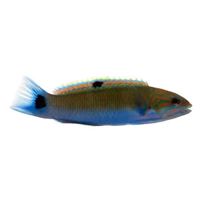 Lunar Wrasse