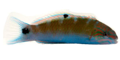 Lunar Wrasse