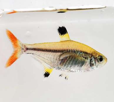 Pristella or X-Ray Tetra