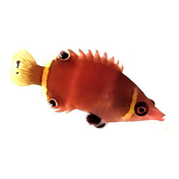 Possum Wrasse