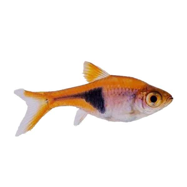 Harlequin Rasbora