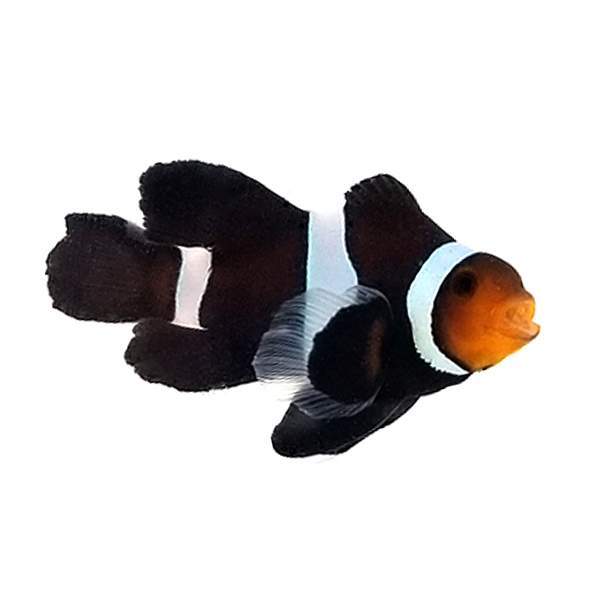 Clownfish Black Roundtail Longfin