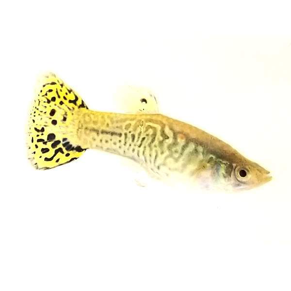 Green Cobra Guppy Male