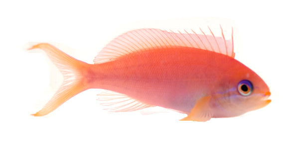 Dispar Anthias